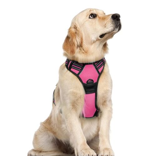 Dog Hand Holding Rope Reflective Vest